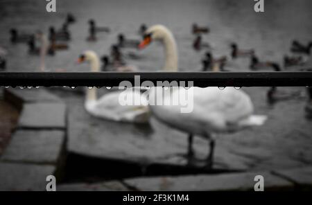 Familie der Mute Swans am Wehr von Ackers Pit In Warrington an einem regnerischen Tag Stockfoto