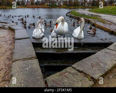 Familie der Mute Swans am Wehr von Ackers Pit In Warrington an einem regnerischen Tag Stockfoto