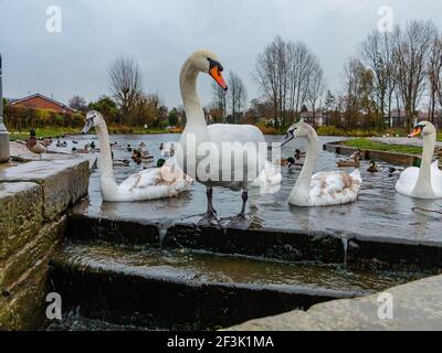 Familie der Mute Swans am Wehr von Ackers Pit In Warrington an einem regnerischen Tag Stockfoto