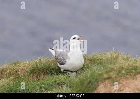 Fulmar (Fulmarus glacialis). Erwachsener auf einer Klippe, ruft.Island Stockfoto