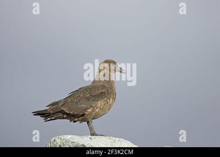 Südpolarinsel SkuaCatharacta maccormicki Ronge Island Antarktis Penninsular BI008512 Stockfoto