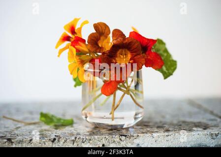 Bouquet von blühendem tropeolum (Wasserkresse) in Glasvase auf Stein. Stockfoto