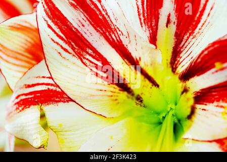 Detail von Amaryllis Ambiente mit rot und weiß gestreiften Blütenblättern Und gelow- grünen Eierstock Stockfoto