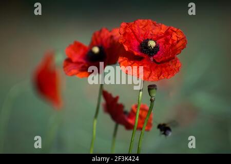 Blutverschwommener roter Mohn mit Bumble-Bee bestäubenden Blüten auf verschwommenem Hintergrund. Stockfoto