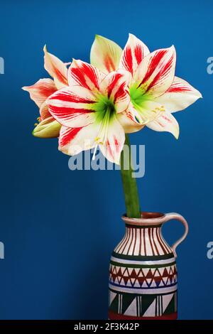 Blühende Amaryllis Ambiance Blume (Kopf mit rot-weiß gestreiften Blütenblättern) in dekorativer Vase isoliert auf blauem Hintergrund. Stockfoto