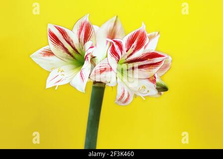 Blühender Blütenkopf von Amaryllis, weiß-rot gestreifte Sorte, auf gelbem Hintergrund. Stockfoto