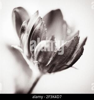 Dewy Osteospermum Blütenknospe auf weißem Hintergrund, Nahaufnahme, schwarz und weiß. Stockfoto