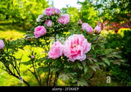 Schöne junge rosa blühende Pfingstrosen Blumen auf Strauch im Garten voller Sonnenlicht. Pfingstrose ist traditionelles florales Symbol und nationale Blume von China. Stockfoto