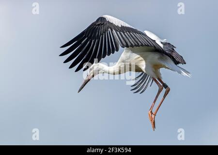 Weißer Storch (Ciconia ciconia). Fedgling, der Flugversuche auf Nest macht. Deutschland Stockfoto