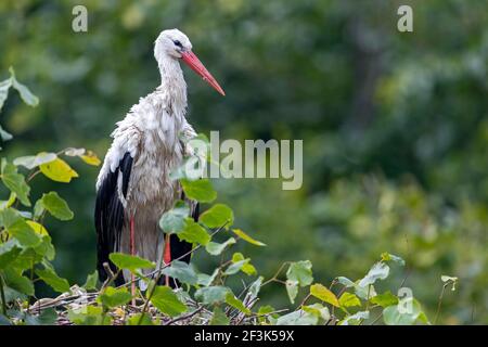 Weißer Storch (Ciconia ciconia). Ein erwachsener Storch steht auf einer Linde und trocknet sein Gefieder nach einem Regenschauer. Deutschland Stockfoto