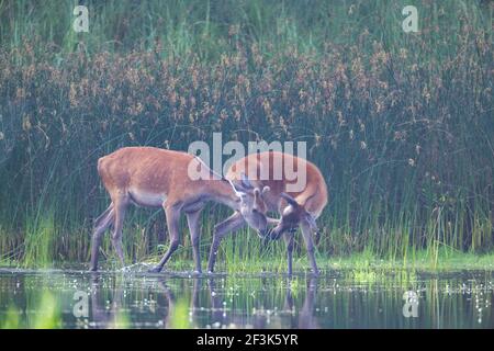 Rothirsch (Cervus elaphus). Ein junger Hirsch sieht Kontakt zu einem Hinterbeinen. Deutschland Stockfoto