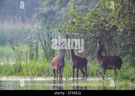 Rothirsch (Cervus elaphus). Drei Erwachsene, die im Wasser liegen und leckere Weidenblätter essen. Deutschland Stockfoto