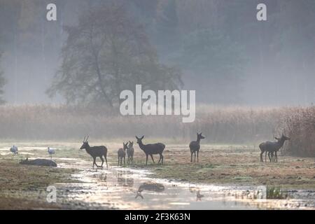 Rothirsch (Cervus elaphus). Entspannte Gruppe im Morgennebel am Wawow. Deutschland Stockfoto