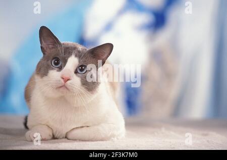 Schneeschuh-Katze. Für Erwachsene liegen auf einer Decke. Deutschland Stockfoto