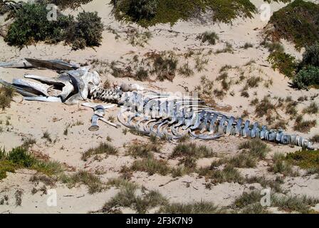 Australien, Skelett eines gestrandeten Buckelwals in der Seal Bay, Kangaroo Island Stockfoto