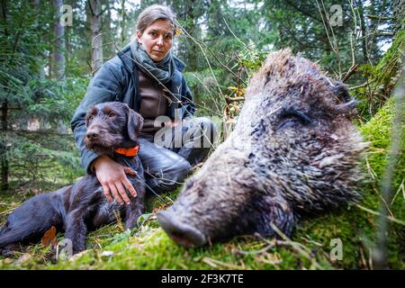 Jabel, Deutschland. März 2021, 17th. Anja Blank lobt ihren Hund Bertha, nachdem sie den Kopf eines Wildschweins gefunden hat, der in einem Waldgebiet zu Trainingszwecken angelegt ist. Der deutsche Drahthaar-Hund wurde als Kadaver-Testhund im Kampf gegen das afrikanische Schweinepest ausgebildet. Insgesamt neun Tiere sowie ihre Handler wurden seit Februar 2021 in einem zweiten Training für die spezielle Sucharbeit geschult. Quelle: Jens Büttner/dpa-Zentralbild/dpa/Alamy Live News Stockfoto