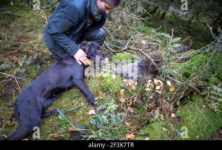 Jabel, Deutschland. März 2021, 17th. Anja Blank lobt ihren Hund Bertha, nachdem sie den Kopf eines Wildschweins gefunden hat, der in einem Waldgebiet zu Trainingszwecken angelegt ist. Der deutsche Drahthaar-Hund wurde als Kadaver-Testhund im Kampf gegen das afrikanische Schweinepest ausgebildet. Insgesamt neun Tiere sowie ihre Handler wurden seit Februar 2021 in einem zweiten Training für die spezielle Sucharbeit geschult. Quelle: Jens Büttner/dpa-Zentralbild/dpa/Alamy Live News Stockfoto