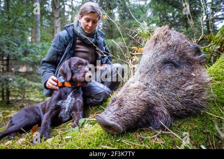 Jabel, Deutschland. März 2021, 17th. Anja Blank lobt ihren Hund Bertha, nachdem sie den Kopf eines Wildschweins gefunden hat, der in einem Waldgebiet zu Trainingszwecken angelegt ist. Der deutsche Drahthaar-Hund wurde als Kadaver-Testhund im Kampf gegen das afrikanische Schweinepest ausgebildet. Insgesamt neun Tiere sowie ihre Handler wurden seit Februar 2021 in einem zweiten Training für die spezielle Sucharbeit geschult. Quelle: Jens Büttner/dpa-Zentralbild/dpa/Alamy Live News Stockfoto