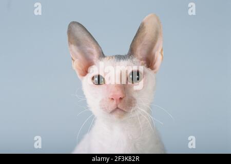 Cornish Rex. Porträt der erwachsenen Katze. Studiobild Deutschland Stockfoto