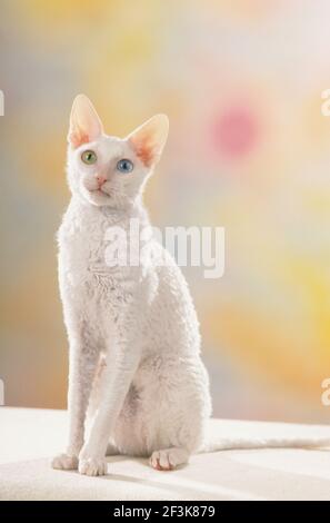 Cornish Rex. Eine Erwachsene sitzende Katze mit verschiedenen farbigen Augen. Studiobild Deutschland Stockfoto