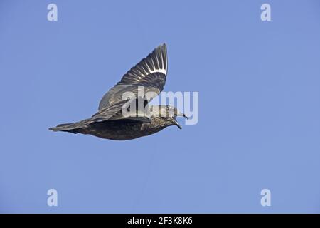 Great Skua - Calling in flightCatharacta skua Hermaness Nature Reserve Unst, Shetland, UK BI010804 Stockfoto