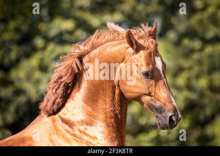Westfälisches Pferd. Portrait eines Fuchshengstes. Deutschland Stockfoto