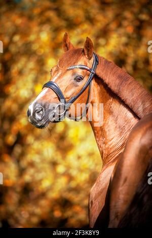 Westfälisches Pferd. Portrait eines Fuchshengstes. Deutschland Stockfoto