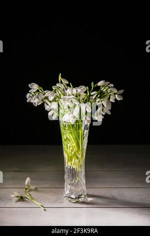 Bouquet von weißen Schneeglöckchen Galanthus nivalis in Glas auf dunklen Tönen auf Holz Hintergrund. Stockfoto