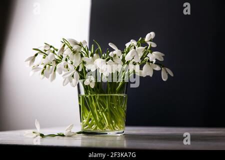 Bouquet von weißen Schneeglöckchen Galanthus nivalis im Glas auf dunklen Tönen auf Holzgrund, Stillleben in vorgetäuschter Unachtsamkeit. Stockfoto