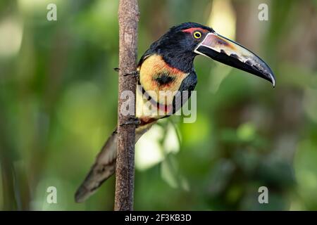 Aracari Toucan (Pteroglossus torquatus) Auf einem grünen Zweig in den tropischen Regenwäldern von thront Costa Rica Stockfoto