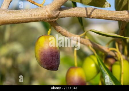 Kalamata Oliven auf einem Baum Zweig in einem Sommer Obstgarten Stockfoto