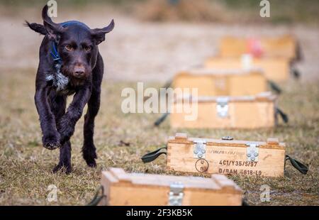 Jabel, Deutschland. März 2021, 17th. Suchhund Bertha läuft während des Suchtrainings zu einer Holzkiste, in der ein Stück Wildschweinrinde versteckt ist. Der deutsche Drahthaar-Hund wurde als Kadaver-Suchhund im Kampf gegen das afrikanische Schweinepest ausgebildet. Insgesamt neun Tiere und ihre Handler wurden seit Februar 2021 in einem zweiten Lehrgang für die spezielle Sucharbeit ausgebildet. Quelle: Jens Büttner/dpa-Zentralbild/dpa/Alamy Live News Stockfoto