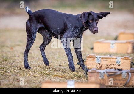 Jabel, Deutschland. März 2021, 17th. Suchhund Eila läuft während des Suchtrainings zu einer Holzkiste, in der ein Stück Wildschweinrinde versteckt ist. Der deutsche Drahthaar-Hund wurde als Kadaver-Suchhund im Kampf gegen das afrikanische Schweinepest ausgebildet. Insgesamt neun Tiere und ihre Handler wurden seit Februar 2021 in einem zweiten Lehrgang für die spezielle Sucharbeit ausgebildet. Quelle: Jens Büttner/dpa-Zentralbild/dpa/Alamy Live News Stockfoto