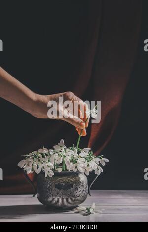 Frau mit der Hand legt eine Blume in Bouquet von weißen Schneeglöckchen Galanthus nivalis in Vintage retro Glas auf dunklen Tönen mit rotem Stoff Hintergrund. Stockfoto