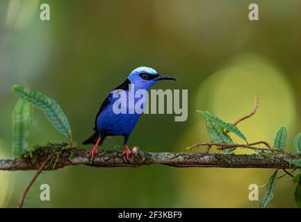 Cyanerpes cyaneus thront auf einem Zweig in den Regenwäldern von Boca Tapada, Laguna de Lagarto Lodge, Costa Rica Stockfoto