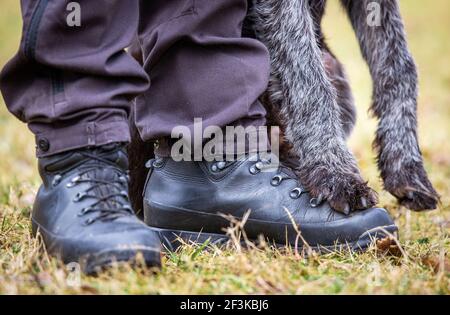 Jabel, Deutschland. März 2021, 17th. Suchhund Falke steht mit seinen Vorderpfoten auf den Schuhen seines Besitzers Carlo Wichmann während des Suchtrainings. Carlo wurde als Kadaver-Suchhund im Kampf gegen die Afrikanische Schweinepest ausgebildet. Insgesamt neun Tiere und ihre Handler wurden seit Februar 2021 in einem zweiten Lehrgang für die spezielle Sucharbeit ausgebildet. Quelle: Jens Büttner/dpa-Zentralbild/dpa/Alamy Live News Stockfoto