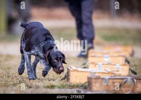 Jabel, Deutschland. März 2021, 17th. Suchhund Eila läuft während des Suchtrainings zu einer Holzkiste, in der ein Stück Wildschweinrinde versteckt ist. Der deutsche Drahthaar-Hund wurde als Kadaver-Suchhund im Kampf gegen das afrikanische Schweinepest ausgebildet. Insgesamt neun Tiere und ihre Handler wurden seit Februar 2021 in einem zweiten Lehrgang für die spezielle Sucharbeit ausgebildet. Quelle: Jens Büttner/dpa-Zentralbild/dpa/Alamy Live News Stockfoto