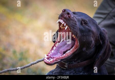 Jabel, Deutschland. März 2021, 17th. Suchhund Eila gähnt beim Warten auf die nächste Suchaufgabe. Der deutsche Drahthaar-Hund wurde als Kadaver-Suchhund im Kampf gegen das afrikanische Schweinepest ausgebildet. Insgesamt neun Tiere und ihre Handler wurden seit Februar 2021 in einem zweiten Lehrgang für die spezielle Sucharbeit ausgebildet. Quelle: Jens Büttner/dpa-Zentralbild/dpa/Alamy Live News Stockfoto