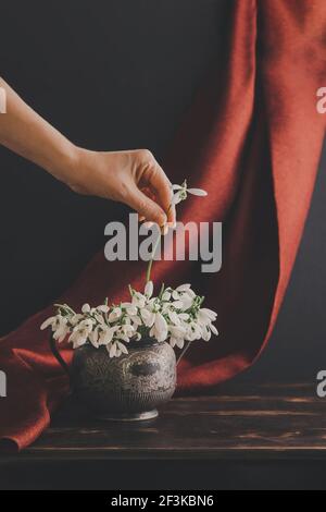 Frau mit der Hand legt eine Blume in Bouquet von weißen Schneeglöckchen Galanthus nivalis in Vintage retro Glas auf dunklen Tönen mit rotem Stoff Hintergrund. Stockfoto