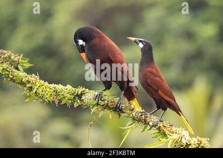 2 Montezuma Oropendola (Psarocolius montezuma) isoliert vor grünem Hintergrund in der Nähe, Boca Tapada, Laguna de Lagarto Lodge, Costa Rica Stockfoto
