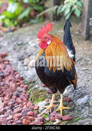 Chanticlear Hahn zu Fuß um eine Schotterstraße in Costa Rica Stockfoto