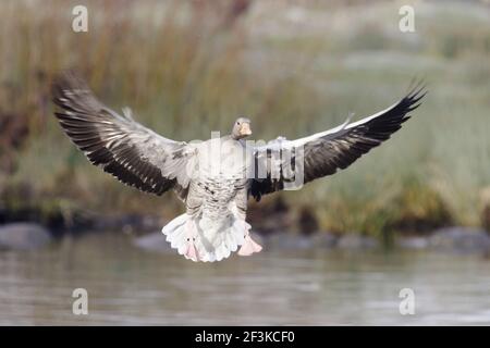 Greylag Goose - Coming in to Land Anser anser WWT Slimbridge Gloucestershire, UK BI013050 Stockfoto