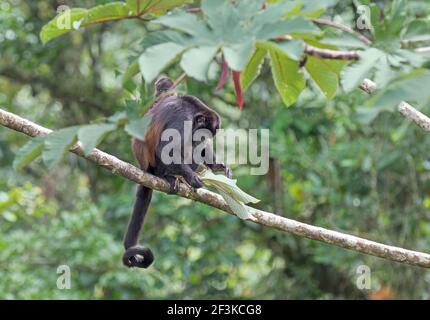 Brüllaffe und Baby sitzen auf einem Zweig in der Tropischer Dschungel von Costa Rica Stockfoto