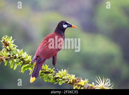 Montezuma Oropendola (Psarocolius montezuma) isoliert vor einem grünen Hintergrund Nahaufnahme, Boca Tapada, Laguna de Lagarto Lodge, Costa Rica Stockfoto