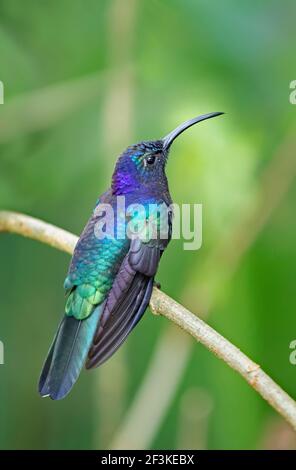 Violetter Kolibri (Campylopterus hemileucurus) Gelegen an einer Filiale in Costa Rica Stockfoto