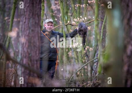 Jabel, Deutschland. März 2021, 17th. Carlo Wichmann zeigt ein Stück Wildschwein, das zu Trainingszwecken angelegt wurde, nachdem sein Suchhund es in einem Waldgebiet gefunden hatte. Der Hund wurde als Kadaver-Suchhund im Kampf gegen die Afrikanische Schweinepest ausgebildet. Insgesamt neun Tiere und ihre Handler wurden seit Februar 2021 in einem zweiten Lehrgang für die spezielle Sucharbeit ausgebildet. Quelle: Jens Büttner/dpa-Zentralbild/dpa/Alamy Live News Stockfoto