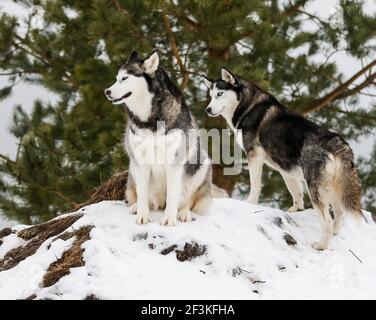 Sibirische Husky Hunde im Wald im Winter Stockfoto