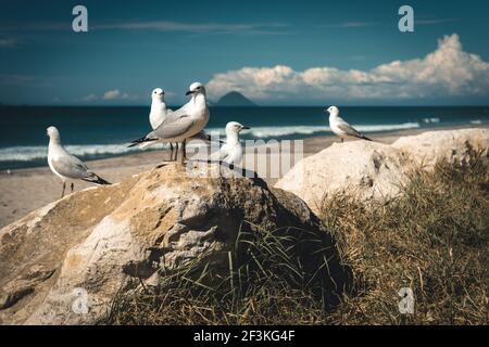 Einige freche Möwen an einem Strand in Neuseeland Stockfoto