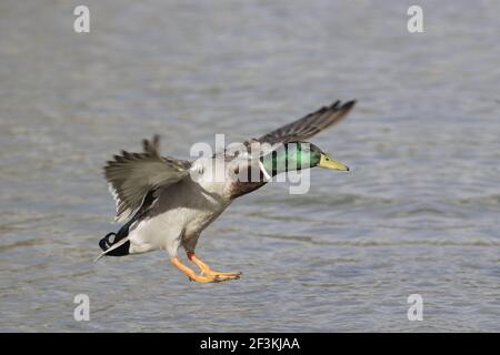Mallard - Drake Landing Anas platyrhychous Sussex, UK BI013340 Stockfoto