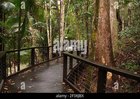 Wanderweg durch den Regenwald auf Fraser Island in Queensland, Australien Stockfoto